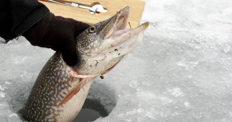 Более 400 тонн белорыбицы смогут выловить коренные жители Чукотки в этом году