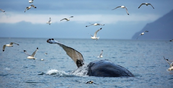 Ученые насчитали всего 16 горбатых китов в проливе Сенявина на Чукотке