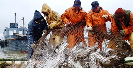 На Чукотке самый большой прирост по добыче  лососевых в ДФО