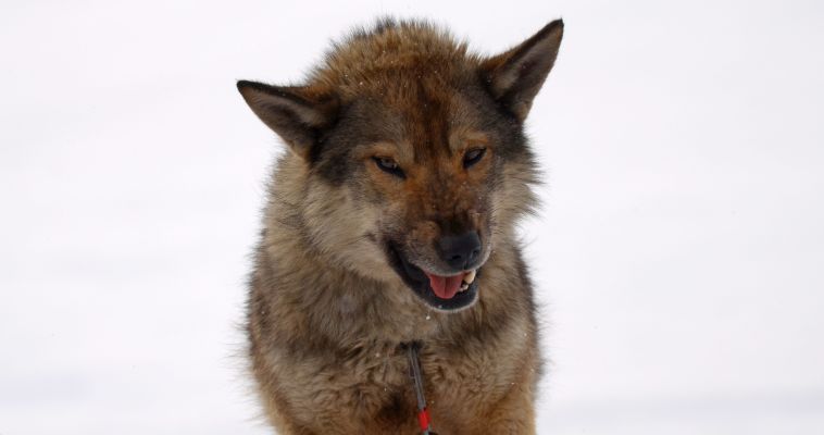 Чукотского охотника будут судить за то, что его собака загрызла ребёнка