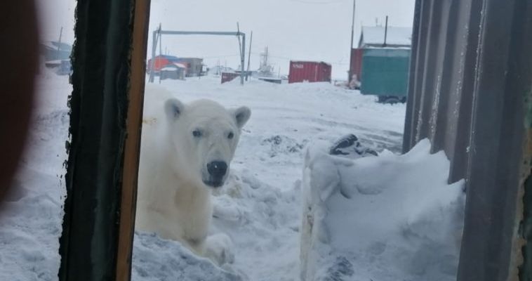 Белый медведь загрыз трёх собак в селе Чукотского района