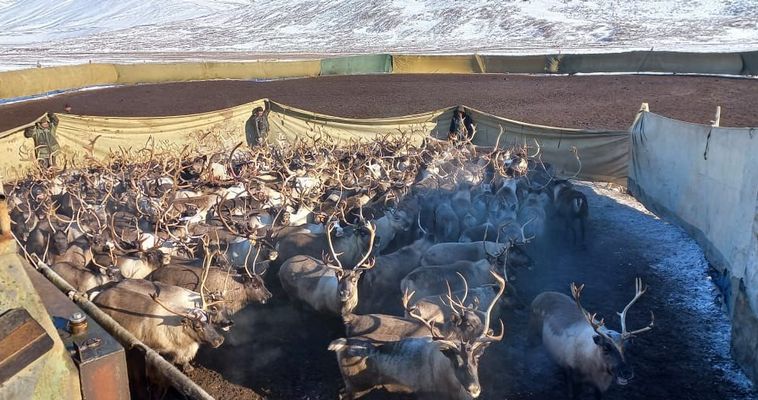 Оленеубойная кампания стартовала на Чукотке