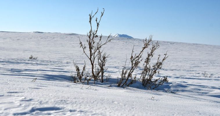 Почти сутки рядом с Анадырем искали потерявшегося водителя снегохода