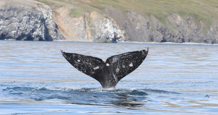 Проблему &quot;вонючих&quot; серых китов на Чукотке разгадали учёные
