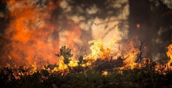 В Анадырском районе тушат лесной пожар на площади 7 тысяч гектаров 