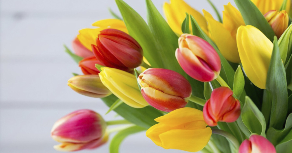 Красные, оранжевые и жёлтые тюльпаны вырастили в Анадыре