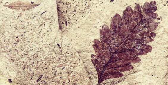 Отпечатки древних растений экспонируют в “Наследии Чукотки”