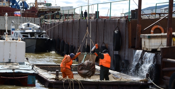 Рыбаки Чукотки могут увеличить вылов лосося более чем на 400 тонн