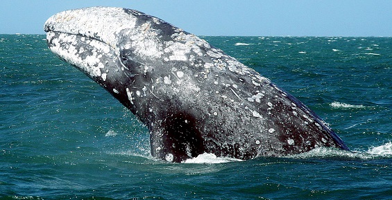 В Калининград с Чукотки привезли 14-метрового серого кита