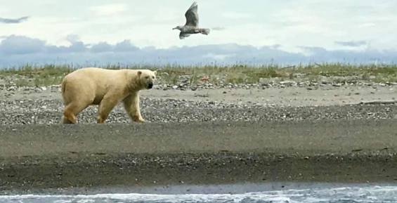 Белый медведь был замечен рядом с посёлком Угольные Копи
