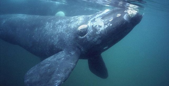 Музей Мирового океана везет из Чукотки еще один скелет кита
