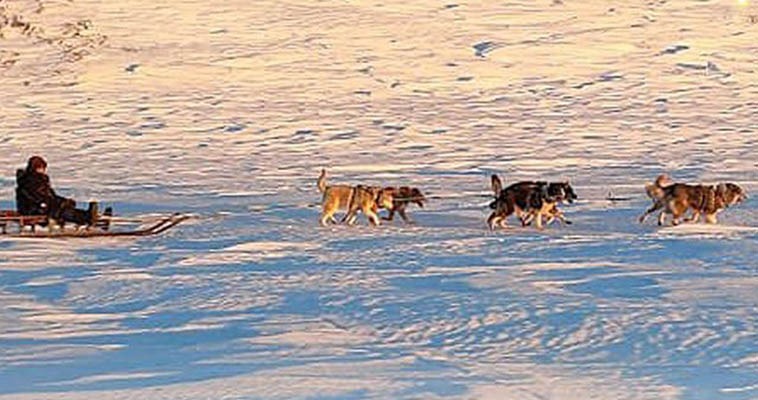 Первые гонки на собачьих упряжках в 2022 году состоялись на Чукотке