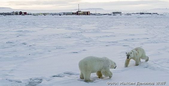 Количество белых медведей у чукотского села Рыркайпий сократилось вдвое 
