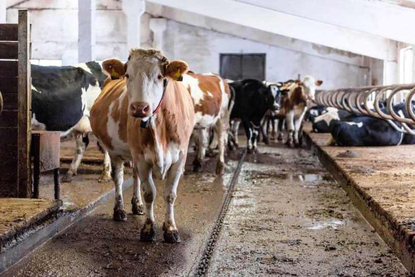 Билибинский фермер наладит производство мяса и молока благодаря гранту