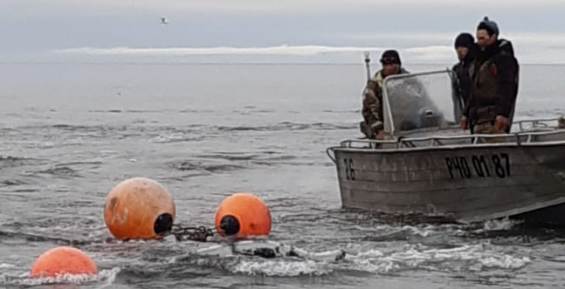 На Чукотке добыли первого в 2019 году кита