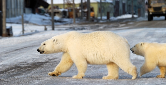 Белые медведи начали заходить в чукотское село Рыркайпий 