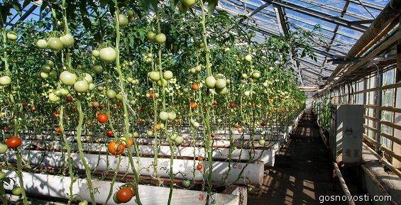  80 тонн огурцов и помидоров собрали на овощной фабрике в Билибино 
