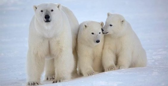 Кавры: Чукчи хотят вернуть свое законное право на добычу белого медведя