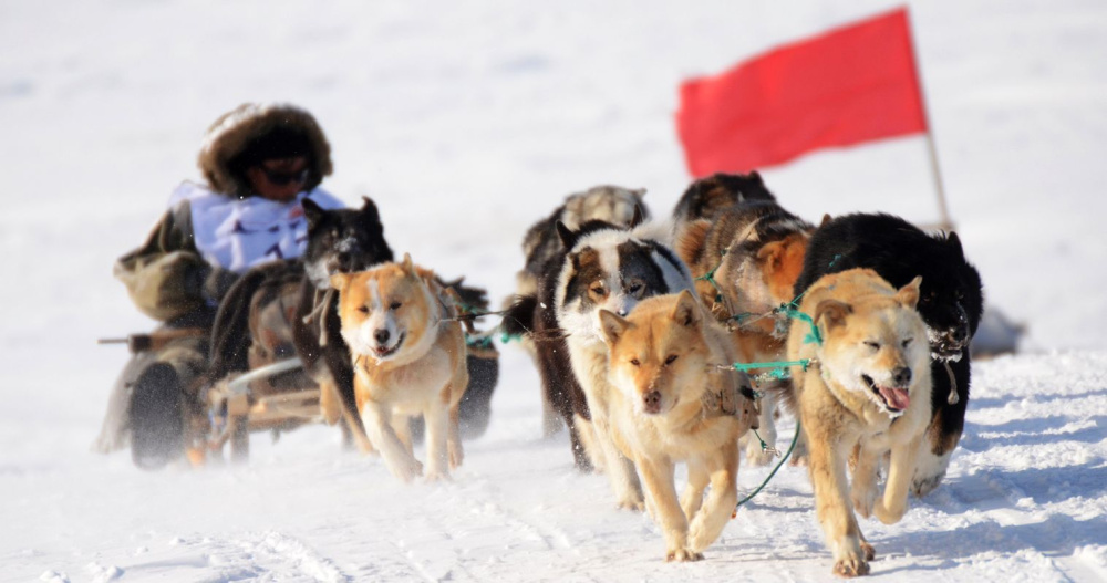 Более 600 километров преодолеют собачьи упряжки чукотской гонки "Надежда"