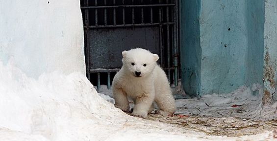 Белого медвежонка в зоопарке Ижевска назвали Снеженикой Айоновной