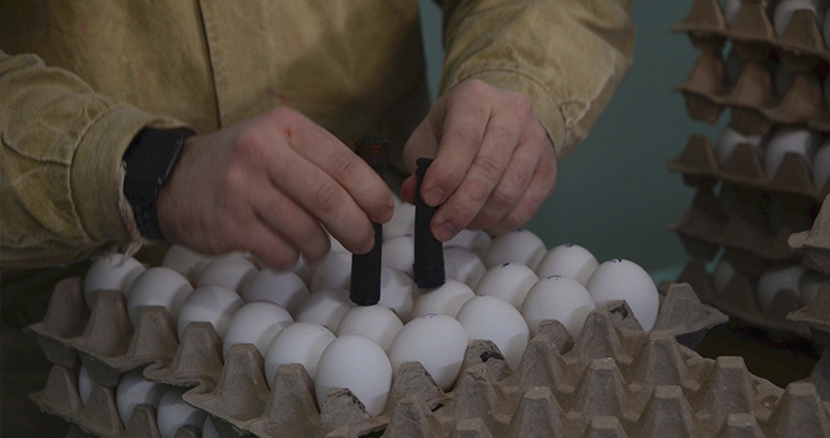 Анадырская птицефабрика отправила в Билибино крупную партию яиц