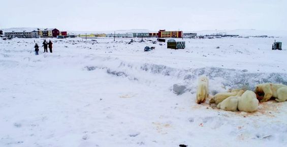 Белые медведи “сняли осаду” с чукотского села Рыркайпий