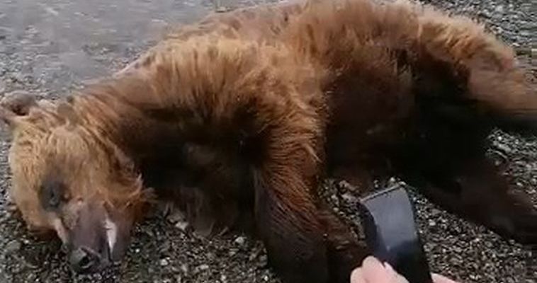 Мёртвую медведицу обнаружили на берегу лимана рядом со столицей Чукотки
