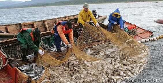 Около 500 тонн лососей добыли два крупнейших предприятия Чукотки с начала путины