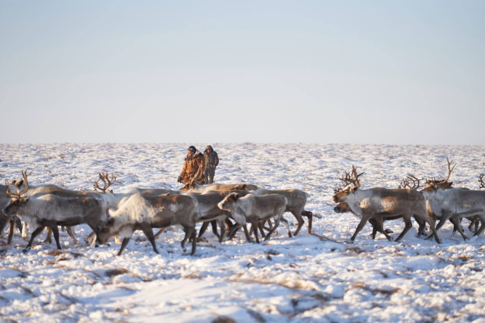 Забой оленей завершили в национальном селе Канчалан