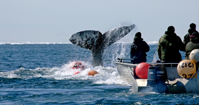 Морзверобои Чукотки смогут начать добычу серых китов