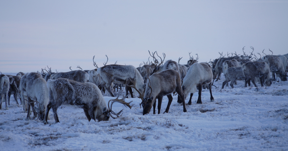 Амурские студенты приехали на практику в оленеводческое хозяйство Чукотки