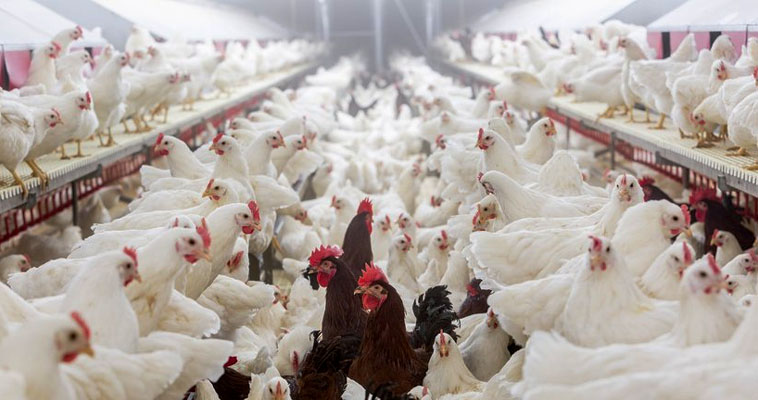 Поголовье кур на новые птицефабрики на Чукотке завезут по зимникам