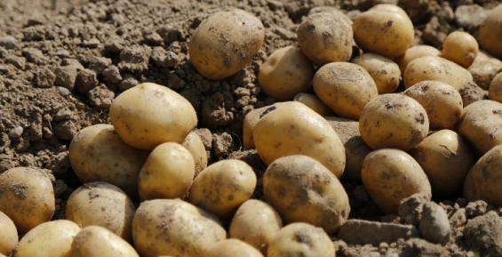 Чукотские фермеры готовятся возделывать поля под картофель