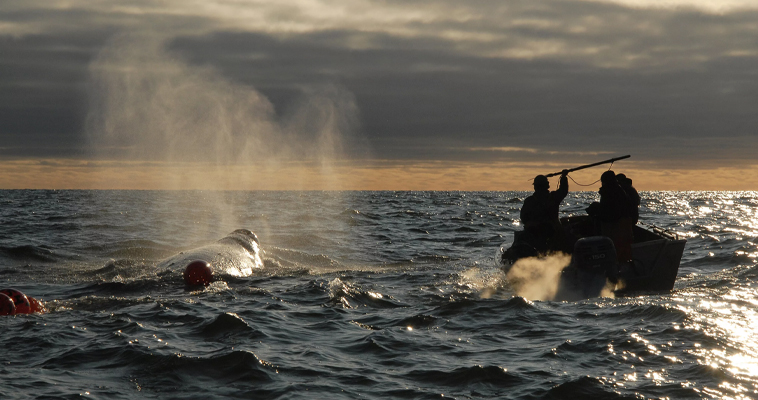 На месяц раньше смогут начать добычу китов морские охотники Чукотки