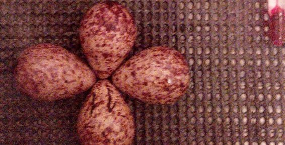 На Чукотке заложили в инкубатор 35 яиц редкого кулика-лопатня 