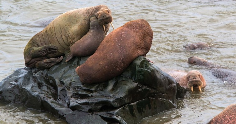 Более 64 тысяч моржей насчитали на одном из лежбищ Чукотки в октябре