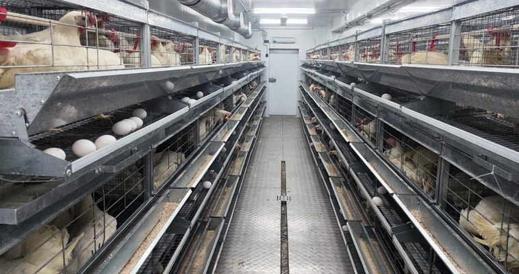 За пятилетку Чукотка удвоила производство куриного яйца