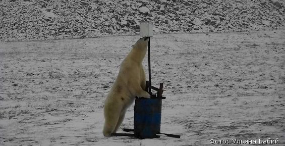 На Чукотке впервые пройдет заседание российско-американской комиссии по белому медведю
