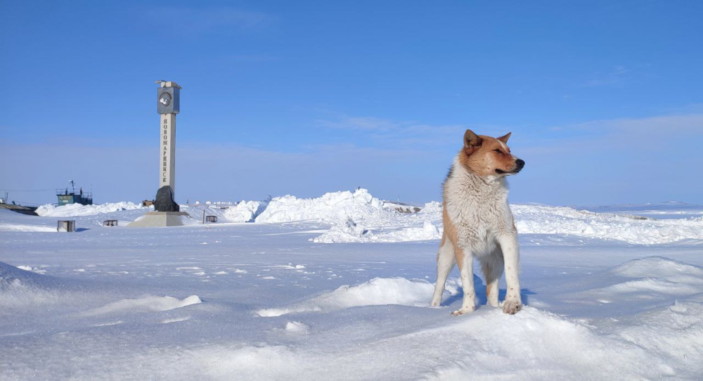 Контроль за безнадзорными животными на Чукотке передали муниципалитетам
