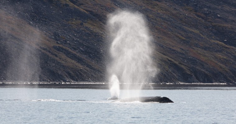 WWF предлагает регулировать маршруты судов на Чукотке, чтобы не пугать китов