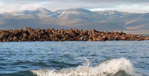 Заповедник «Остров Врангеля» попал в список семи необычных особо охраняемых территорий России