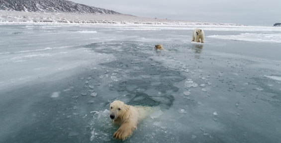 Белые медведи уходят от чукотского села Рыркайпий
