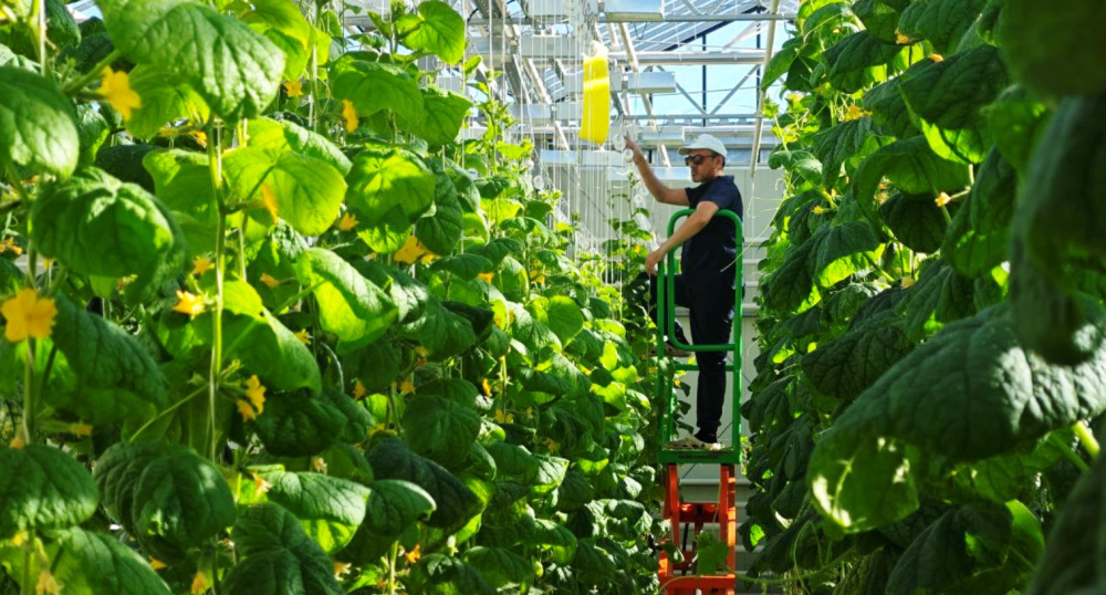 Развитие сельского хозяйства Чукотки обсудили в Совфеде