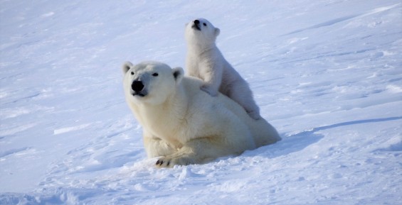 “Остров Врангеля” впервые применил тепловизоры в наблюдении за белыми медведями