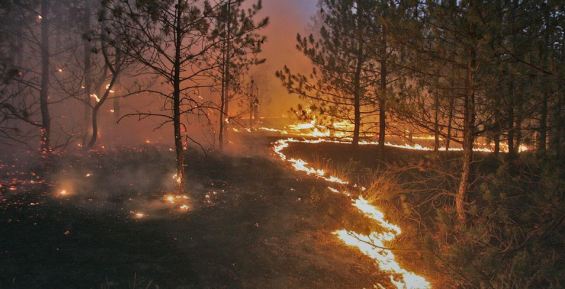 Пожары на Дальнем Востоке превысили площадь прошлогодних в семь раз