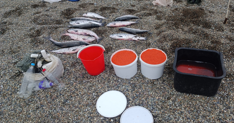 Незаконно добытую рыбу и красную икру изъяли у браконьеров на Чукотке