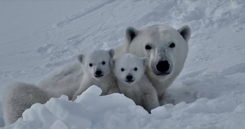 Дружелюбная медведица с медвежатами стала звездой съёмок на острове Врангеля