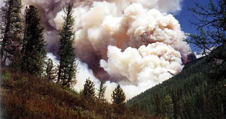 В этом году на Чукотке произошло 86 природных пожаров