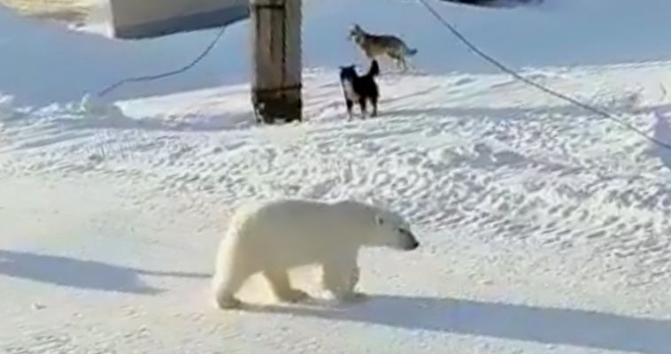 Бездомные собаки отогнали белого медведя от Уэлена
