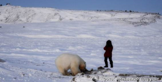 Чукотского медвежонка-сироту начнут выгонять с «Кожевки» в марте